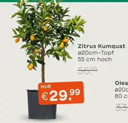 Blume 2000 Zitrus kumquat Angebot