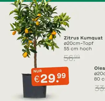 Blume 2000 Zitrus kumquat Angebot