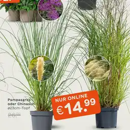 Blume 2000 Pampasgras oder chinasch Angebot