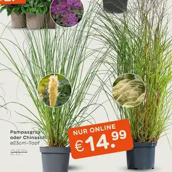 Blume 2000 Pampasgras oder chinasch Angebot