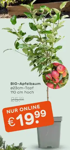 Blume 2000 Bio-apfelbaum Angebot