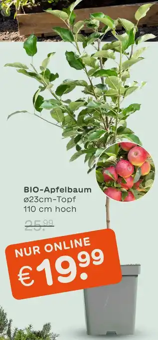 Blume 2000 Bio-apfelbaum Angebot