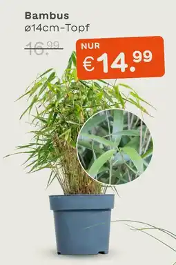 Blume 2000 Bambus Angebot