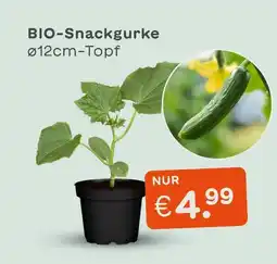 Blume 2000 Bio-snackgurke Angebot