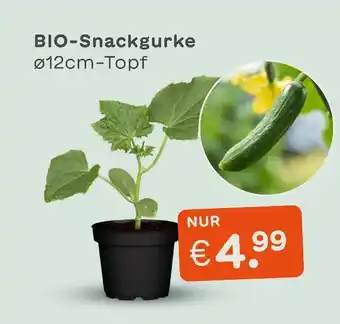 Blume 2000 Bio-snackgurke Angebot