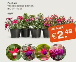 Blume 2000 Fuchsie Angebot