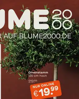 Blume 2000 Olivensstamm Angebot