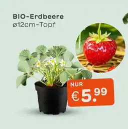 Blume 2000 Bio-erdbeere Angebot