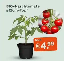 Blume 2000 Bio-naschtomate Angebot