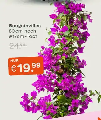 Blume 2000 Bougainvillea Angebot
