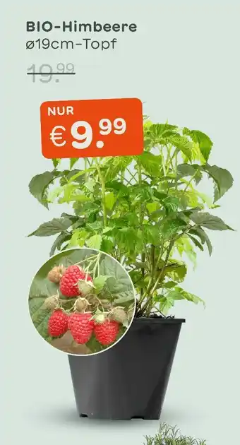 Blume 2000 Bio-himbeere Angebot