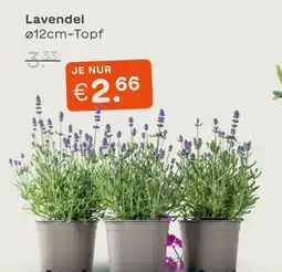 Blume 2000 Lavendel Angebot