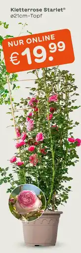 Blume 2000 Kletterrose starlet Angebot