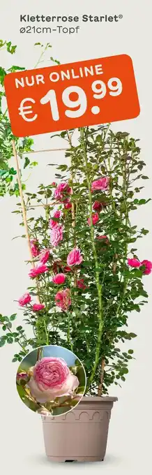 Blume 2000 Kletterrose starlet Angebot