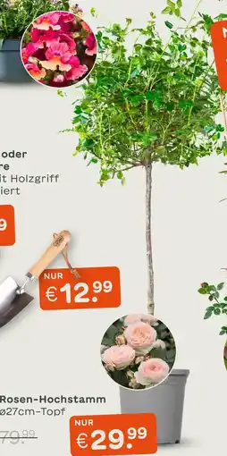 Blume 2000 Rosen-hochstamm Angebot
