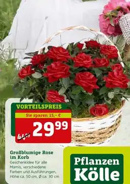Pflanzen Kölle Pflanzen kölle großblumige rose im korb Angebot