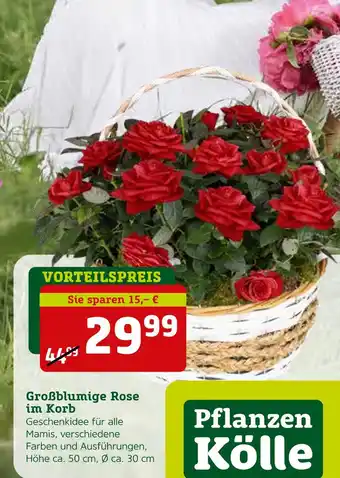 Pflanzen Kölle Pflanzen kölle großblumige rose im korb Angebot