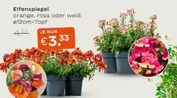 Blume 2000 Elfenspiegel Angebot