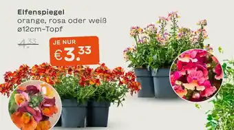 Blume 2000 Elfenspiegel Angebot