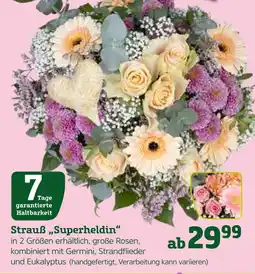 Pflanzen Kölle Strauß „superheldin“ Angebot