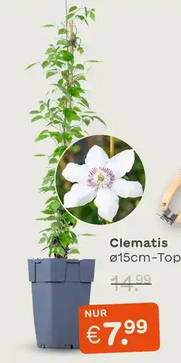 Blume 2000 Clematis Angebot