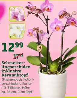 Pflanzen Kölle Schmetterlingsorchidee inklusive keramiktopf (phalaenopsis kolibri) Angebot