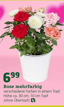Pflanzen Kölle Rose mehrfarbig Angebot