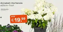 Blume 2000 Annabell-hortensie Angebot