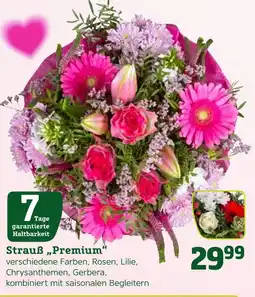 Pflanzen Kölle Strauß premium Angebot