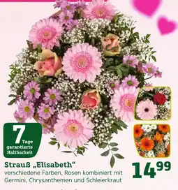Pflanzen Kölle Strauß elisabeth Angebot