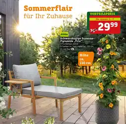 Pflanzen Kölle Kölle schwarzäugige susanne-pyramide „trio“ (thunbergia alata) Angebot