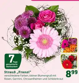 Pflanzen Kölle Strauß franzi Angebot