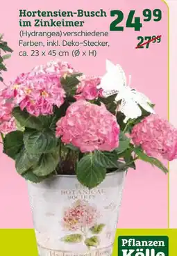 Pflanzen Kölle Pflanzen kölle hortensien-busch im zinkeimer (hydrangea) Angebot