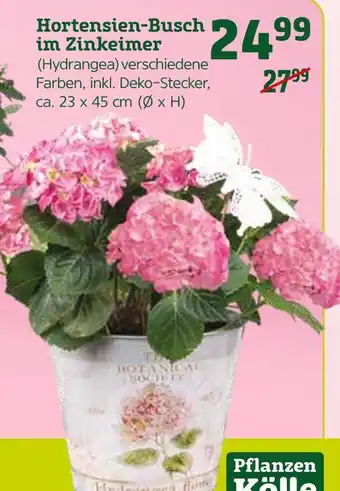 Pflanzen Kölle Pflanzen kölle hortensien-busch im zinkeimer (hydrangea) Angebot