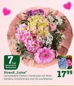 Pflanzen Kölle Strauß „luisa“ Angebot