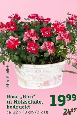 Pflanzen Kölle Rose „gigi“ in holzschale, bedruckt Angebot