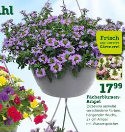 Pflanzen Kölle Frisch aus unserer gärtnerei fächerblumen-ampel (scaevola aemula) Angebot