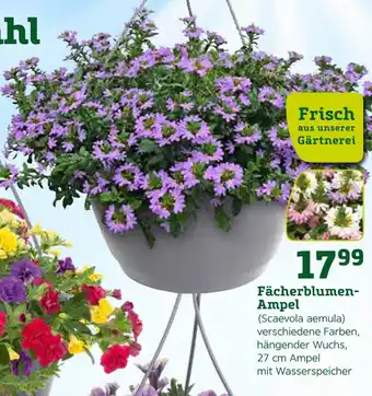 Pflanzen Kölle Frisch aus unserer gärtnerei fächerblumen-ampel (scaevola aemula) Angebot