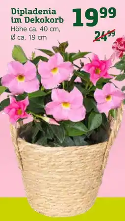 Pflanzen Kölle Dipladenia im dekokorb Angebot