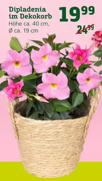 Pflanzen Kölle Dipladenia im dekokorb Angebot