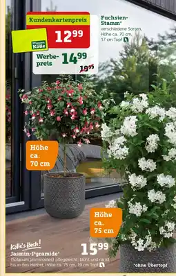 Pflanzen Kölle Pflanzen kölle fuchsien-stamm oder jasmin-pyramide Angebot