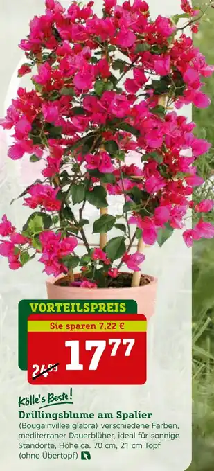 Pflanzen Kölle Kölle's beste! drillingsblume am spalier (bougainvillea glabra) Angebot