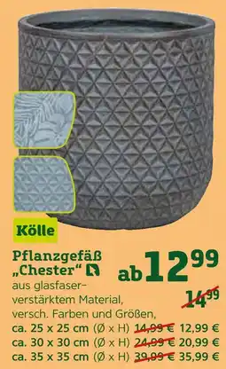 Pflanzen Kölle Kölle pflanzgefäß chester Angebot
