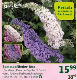 Pflanzen Kölle Sommerflieder duo Angebot