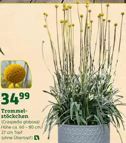 Pflanzen Kölle Trommelstöckchen (craspedia globosa) Angebot