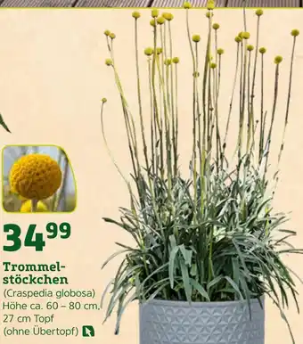 Pflanzen Kölle Trommelstöckchen (craspedia globosa) Angebot