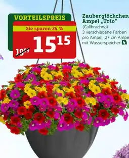 Pflanzen Kölle Calibrachoa zauberglöckchen ampel „trio“ Angebot
