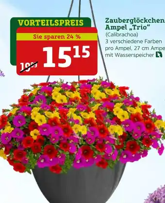 Pflanzen Kölle Calibrachoa zauberglöckchen ampel „trio“ Angebot