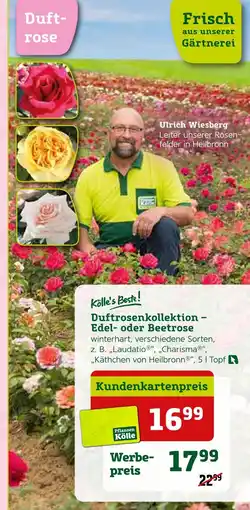 Pflanzen Kölle Pflanzen kölle duftrosenkollektion – edel- oder beetrose Angebot