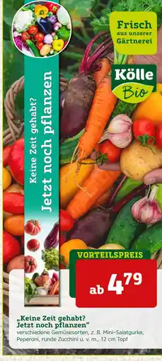 Pflanzen Kölle Kölle bio gemüsesorten Angebot